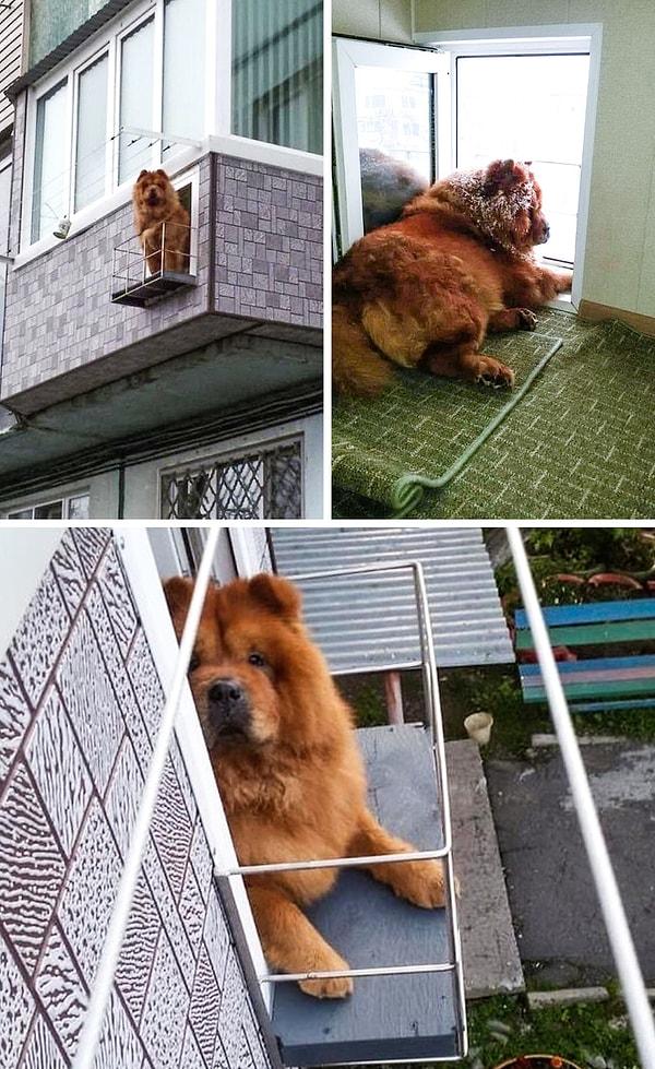 7. "Balkonumda köpeğim için ayrıca bir balkon yaptım."