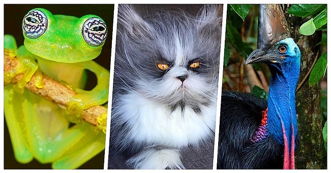17 видов эксцентричных животных, в существование которых верится с трудом