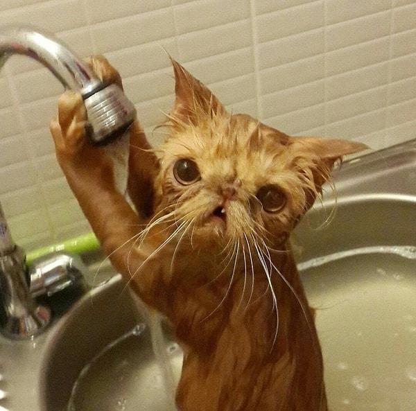 15. "Arkadaşımın kedisi ilk defa yıkanıyor."