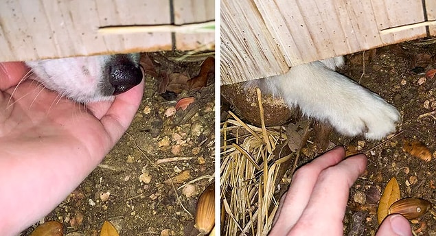 11. "Komşunuzun köpeği sizinle arkadaş olmak istediğinde..."