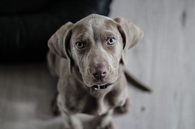 4. "Komşuma köpeğim korktuğu için duvara vurmamasını rica ettiğimde, köpeğim havladığı için duvara vurduğunu söylemişti."