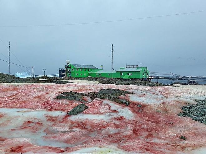 Dünya Kan Kusuyor: Küresel Isınmanın Etkisiyle Antarktika'da Korkunç Görüntüler Ortaya Çıktı