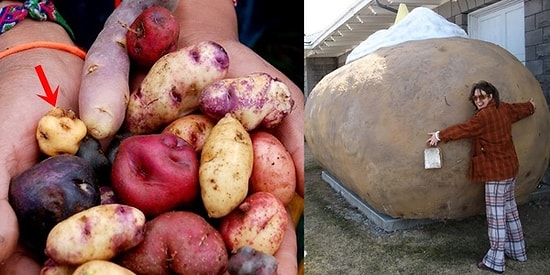 Patates Hakkında Muhtemelen Daha Önce Duymadığınız İlginç Bilgiler