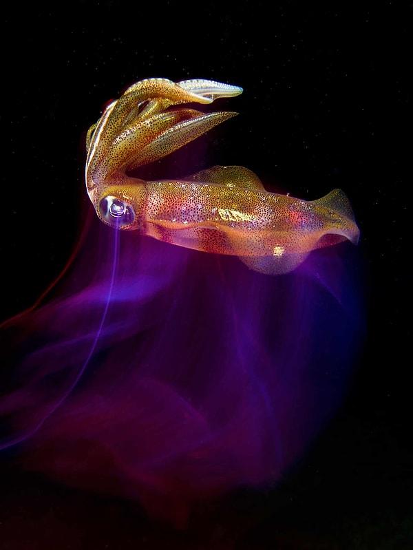 16. Kompakt kategorisi ikinciliği ise 'Diskoda Mürekkep Balığı' fotoğrafıyla Almanya'dan Enrico Somogyi'e verildi.