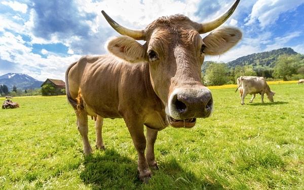 5. İnek(cow) ve bizon(bison)'nun ingilizcedeki kırmasından oluşan türe “beefalo” yani bufalo denir.