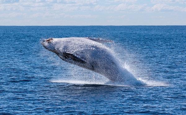 18. Mavi balinalar tek lokmada yarım milyon kaloriyi yiyebilirler.