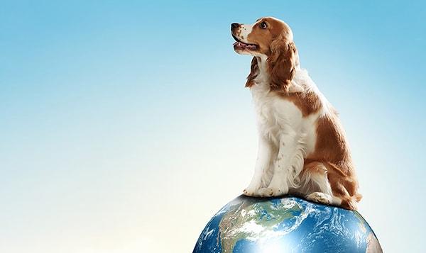 4. Dünyanın en fazla evcil köpek nüfusuna sahip ülkesi Amerika Birleşik Devletleridir.