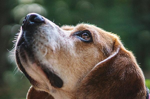 10. Köpekler insanların hissettikleri duyguları koklayarak anlayabilir.