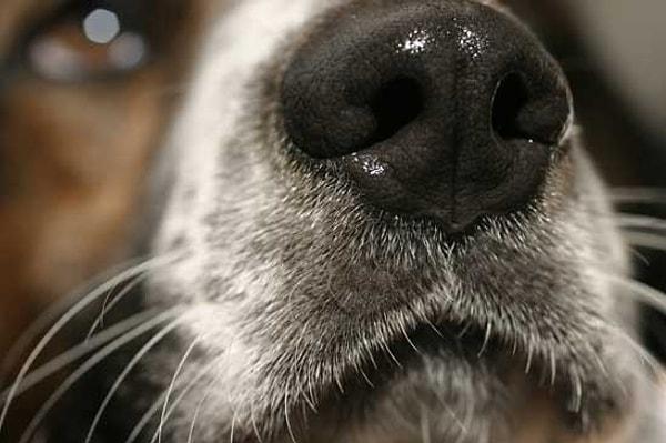 11. Köpeklerin ıslak burunları vardır, çünkü koku kimyasallarını emmeye yardımcı olur.
