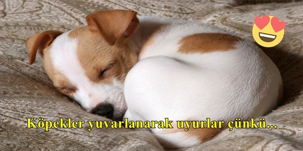 Köpeklerle İlgili Muhtemelen Şimdiye Kadar Duymadığınız İlginç Bilgiler