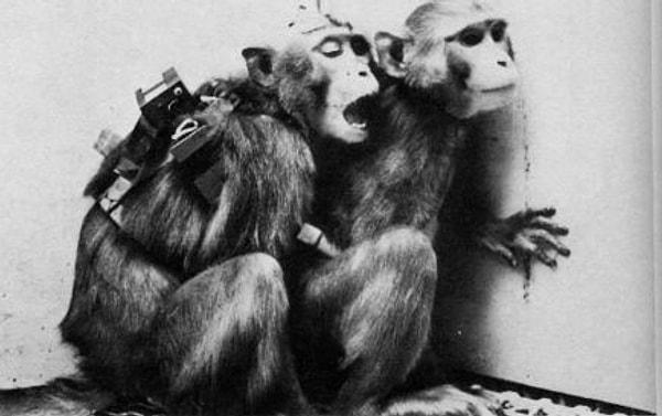 Fakat medyanın en çok dikkatini çeken deney bu olsa da, Delgado'ya göre dişi bir şempanzeyle yaptığı deney, diğer deneylerinden daha önemliydi.