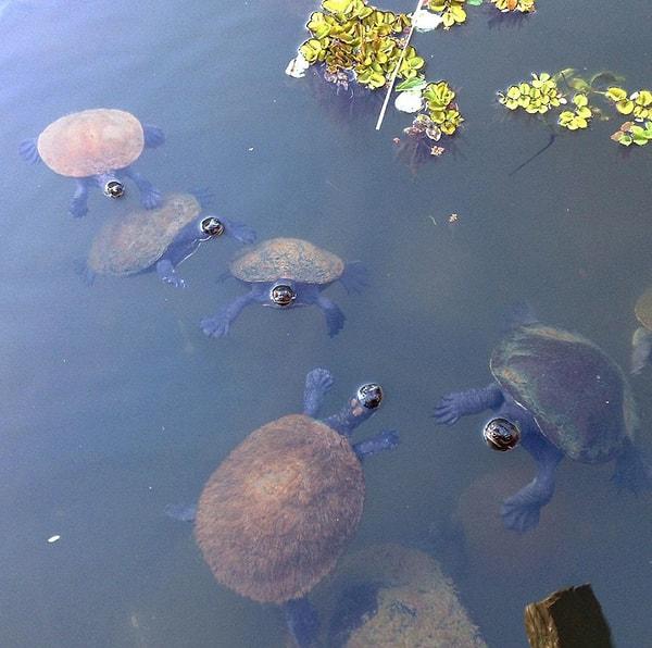 4. Güney Amerika göl kaplumbağaları yumurtalarıyla konuşurlar.