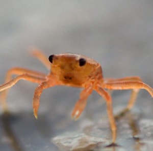 Baby Crab Yazar Profil Resmi