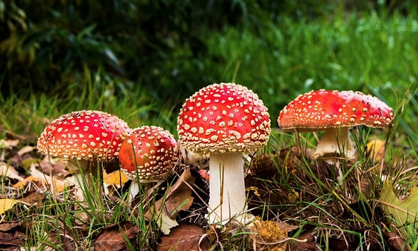 2. Некоторые виды грибов могут превратить вас в зомби, а затем контролировать ваше сознание.