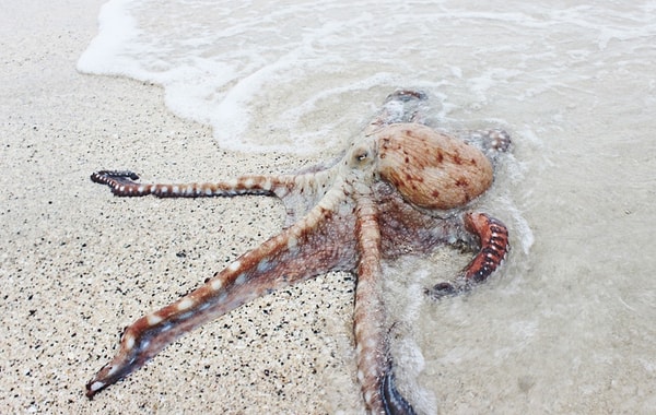 10. Осьминоги откладывают 56 000 яиц за один раз.