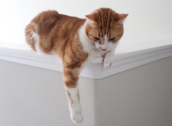 11. У кошек меньше пальцев на задних лапах.