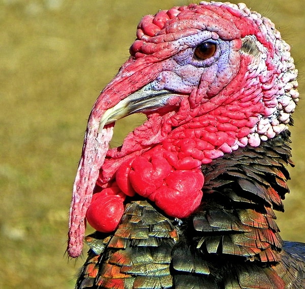 15. Индейки могут смущаться.