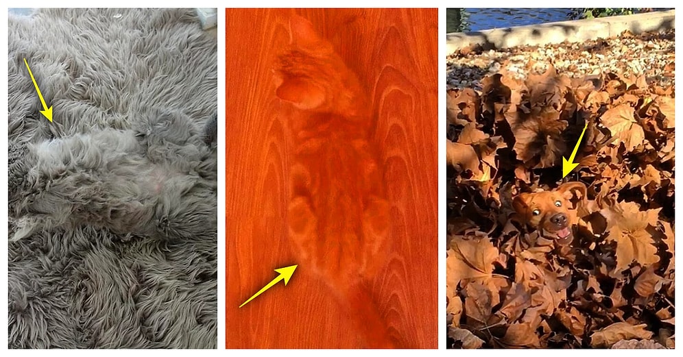 Kamufle Olma Konusunda Doğuştan Şanslı Dünyaya Gelerek Sessizce Saklambaç Oynayan 20 Tüylü Dostumuz