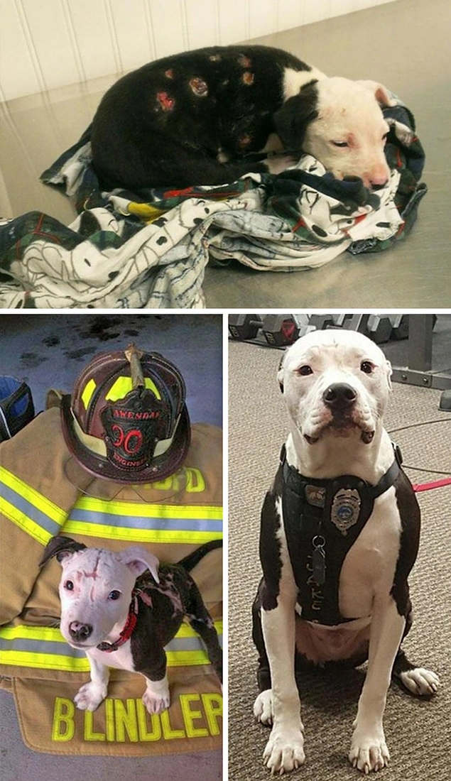 Yangından kurtarılan bu yavru köpek büyüyünce itfaiye köpeği olmuş! 😍