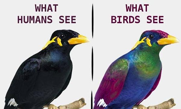12. İnsan gözü nasıl görür ve kuşların gözü nasıl görür.