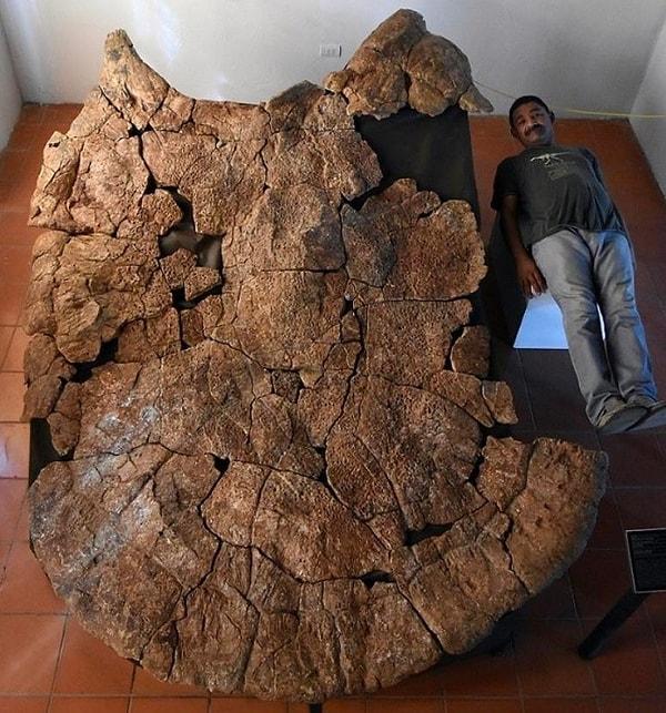20. Bir zamanlar Güney Amerika'da yaşayan araba büyüklüğündeki bir kaplumbağanın fosili.