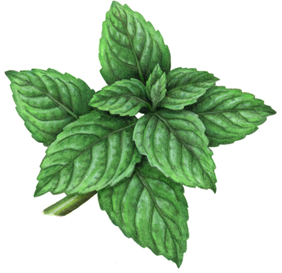 Мята рисунок. Мята перечная illustration. Mint Botanical. Мята иллюстрация. Мята нарисованная.