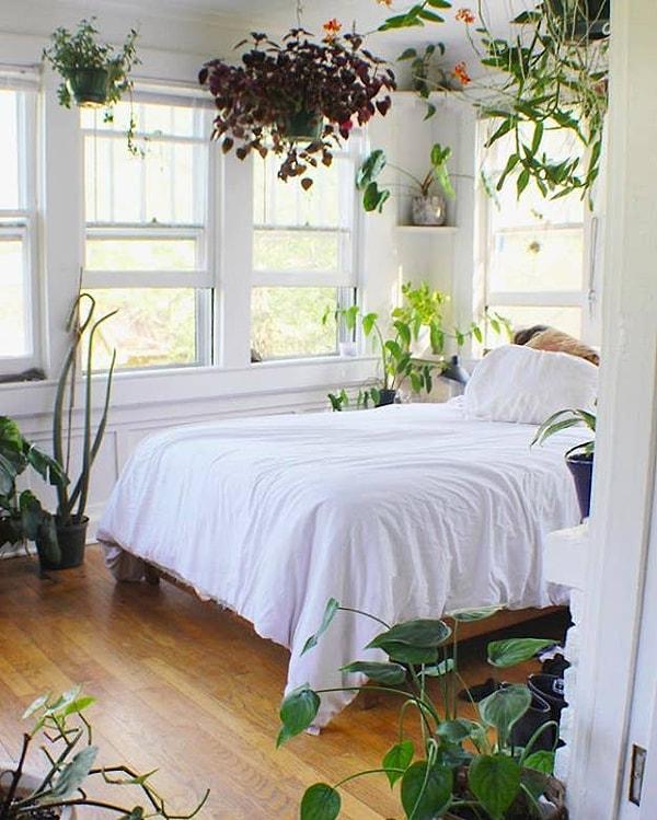 16. Odanızı bitkilerle doldurun.