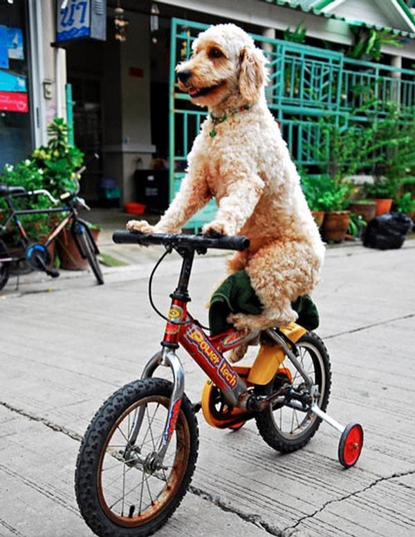 8. Diğer köpekler 'otur' 'gel' ve 'pati ver' çalışırken bu ufaklık bisiklete binmeyi öğreniyormuş.