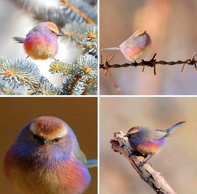 3. Böyle renklerde bir kuş görmüş müydünüz?