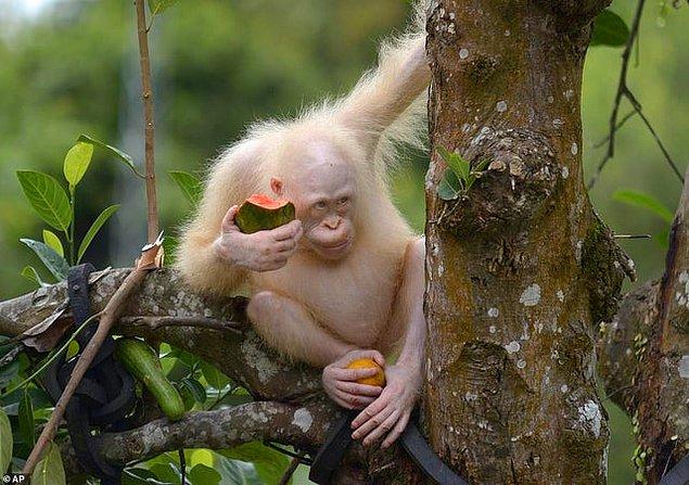 4. Dünyanın tek Albino orangutanı, Alba.