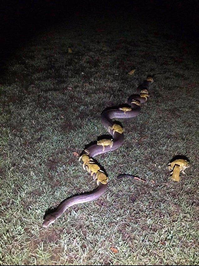 8. Kurbağalar yılanı toplu taşıma olarak kullanmışlar 😂