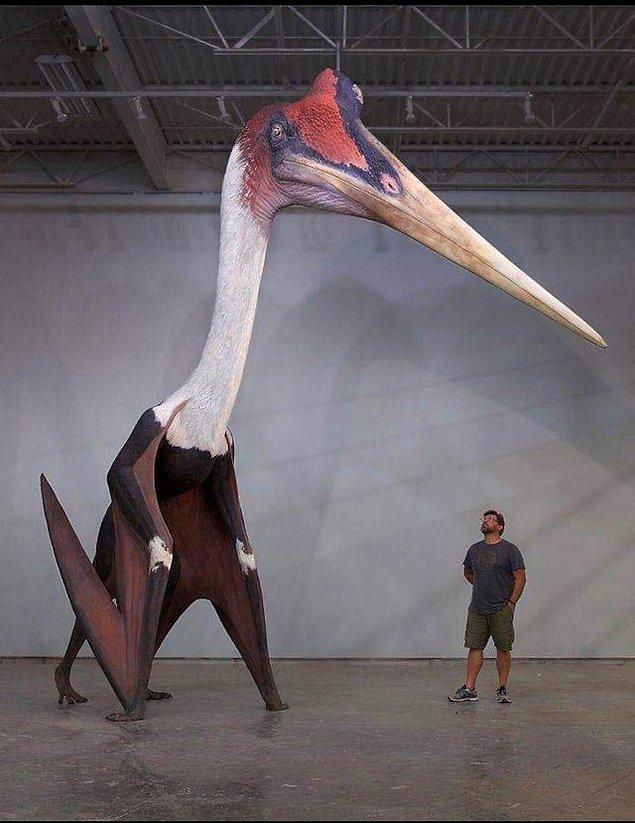 13. Dünyanın bilinen en büyük kuşu ve  1.80 boyunda olan bir adam.
