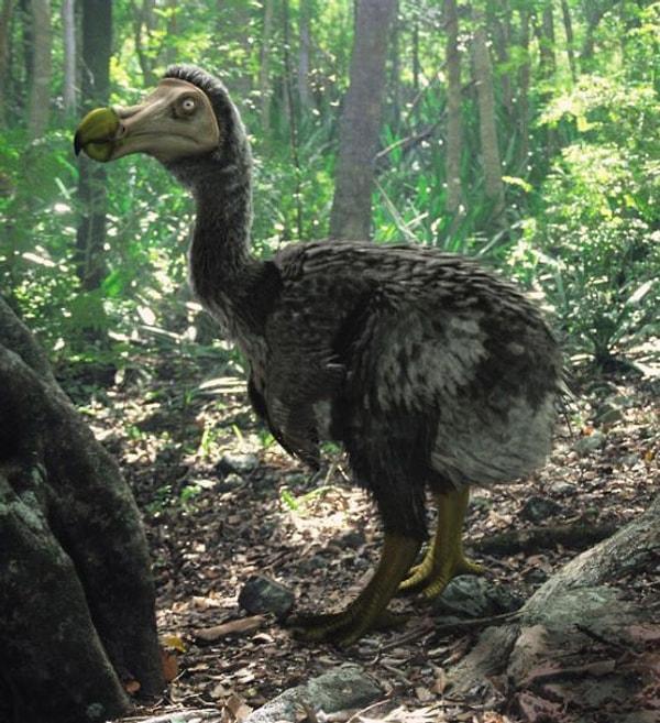 8. Flemenkler Dodo kuşlarını bulduklarında bu kuşlara"Dodaersen" adını vermişlerdir. Eski Flemenkçe'de "Dodoersen" "Koca g*tlüler" anlamına gelir.
