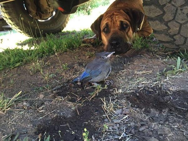 15. "Köpeğim, uçmadan önce 4 gün boyunca kanadı kırılmış bir kuşun iyileşmesi bekledi. Gece gündüz fark etmeden yanından ayrılmayı reddettiği için ikisine de yemek ve su getirmek zorunda kaldım. Onunla gurur duyuyorum."