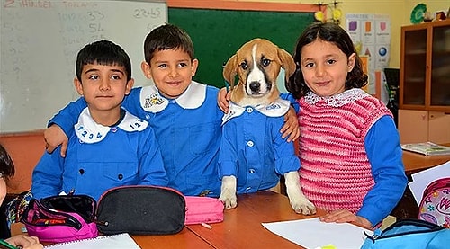 Ciğerimizi Yaktın Fındık! Tokat'ta Mezarlıkta Bulunan Okullu Fındık'ın Toprağa Verilme Görüntüleri İçimizi Yaktı