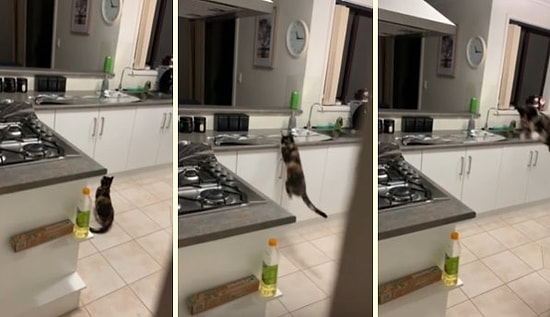 Kedisinin Mutfak Tezgahına Çıkmasını Engellemek İçin Dahiyane Bir Yöntem Bulan Adam!