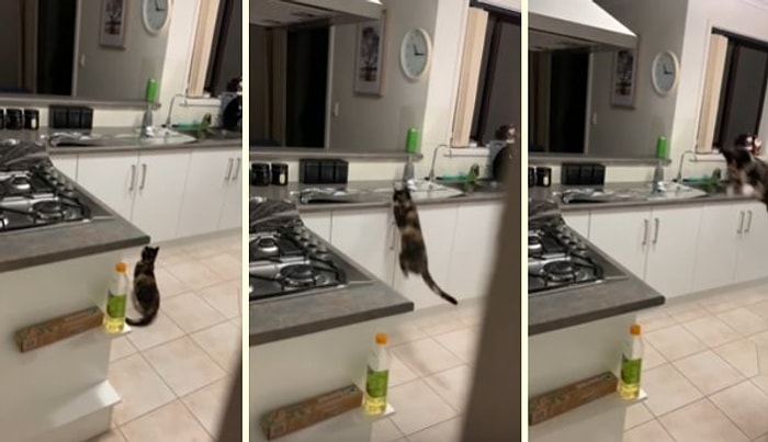 Kedisinin Mutfak Tezgahına Çıkmasını Engellemek İçin Dahiyane Bir Yöntem Bulan Adam!