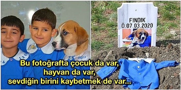 Ciğerimizi Yaktın Fındık! Tokat'ta Mezarlıkta Bulunan Okullu Fındık'ın Toprağa Verilme Görüntüleri İçimizi Yaktı