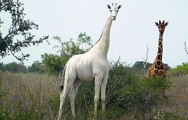 Doğu Kenya'nın Garissa bölgesindeki iki beyaz zürafa, kaçak avcılar tarafından öldürülerek sadece iskeletleri bir köşeye bırakılmış.