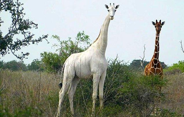 Doğu Kenya'nın Garissa bölgesindeki iki beyaz zürafa, kaçak avcılar tarafından öldürülerek sadece iskeletleri bir köşeye bırakılmış.