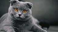 Minnoşluğu ve Uysallığı ile Herkesin Sahiplenmek İstediği Scottish Fold Cinsi Kedileri Yakından Tanıyalım!