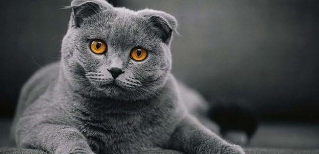 Le Scottish Fold, frappant avec ses oreilles incurvées et ses couleurs, est devenu très populaire dans le monde entier.