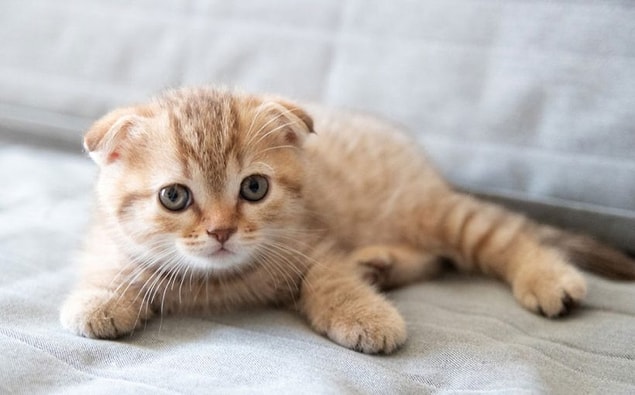 Ces chats sont connus pour être sujets à des problèmes de santé. Quels sont ces problèmes ?