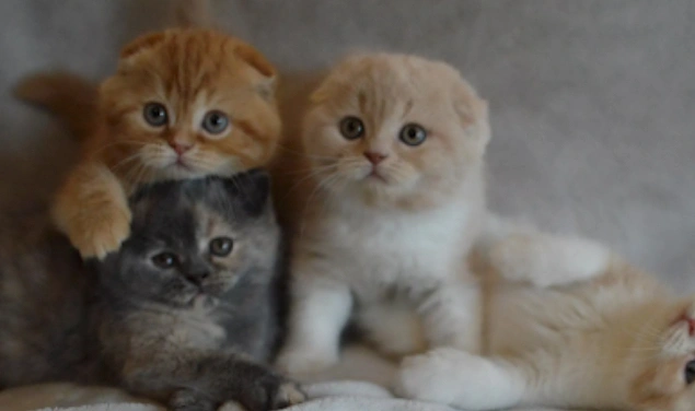 Scottish Fold ırkı 1961 yılında İskoç bir çiftçi olan William Ross tarafından tesadüfen keşfedildi.