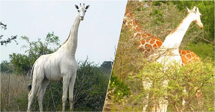 Kenya’nın Tek Kalan Dişi Beyaz Zürafası ve Yavrusu Kaçak Avcılar Tarafından Öldürüldü!