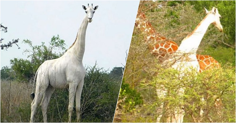 Kenya’nın Tek Kalan Dişi Beyaz Zürafası ve Yavrusu Kaçak Avcılar Tarafından Öldürüldü!