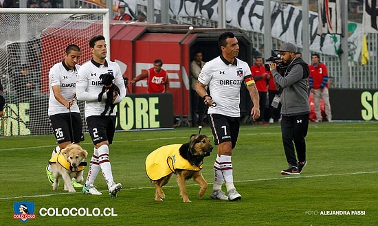 Şili'nin Colo-Colo Takımından Müthiş Hareket: Sahaya Sahiplenilmeyi Bekleyen Köpeklerle Çıktılar!