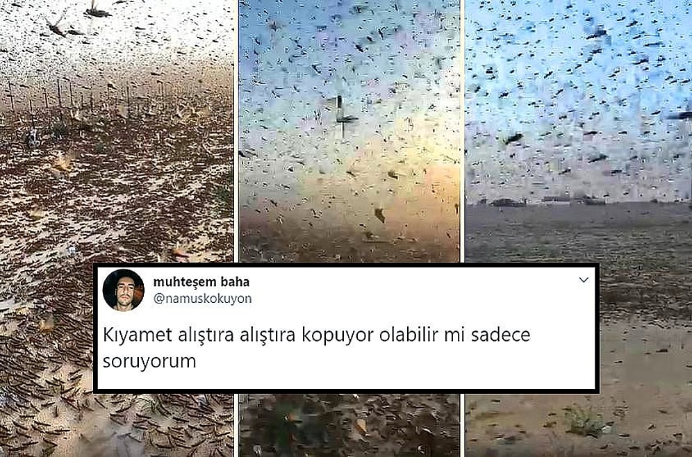 2020 Bit Artık! Türkiye'yi de Vuracağı İddia Edilen Çekirge İstilasına İnsanlardan Gelen Tepkiler