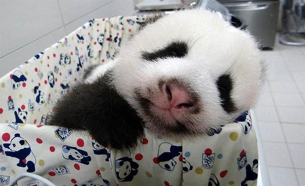 2. Tabiİ ki panda temalı bir yatakta uyuyacak. 😍