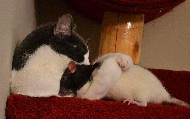 14. Kedi ile fare bile birlikte uyumanın, gereksiz rekabetten daha önemli olduğunu biliyor.